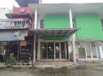 SSC54 pine forest Pinus Niaga No.25